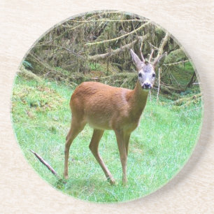 Roe Deer Stag Posing Coaster