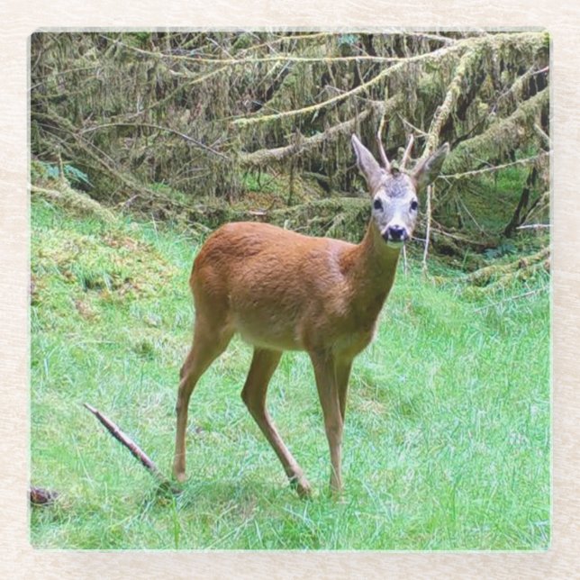 Roe Deer Stag Posing Glass Coaster (Front)