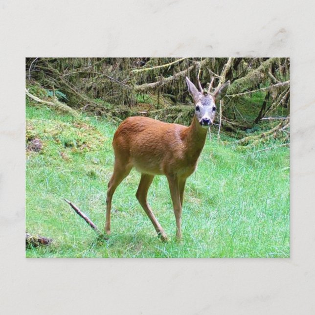 Roe Deer Stag Posing Holiday Postcard (Front)