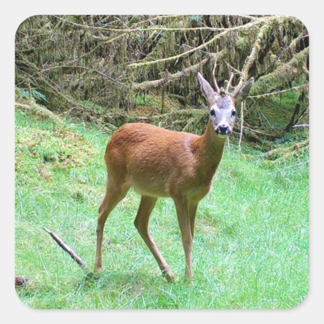 Roe Deer Stag Posing Square Sticker (Front)
