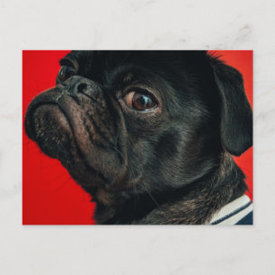rojo dog postcard