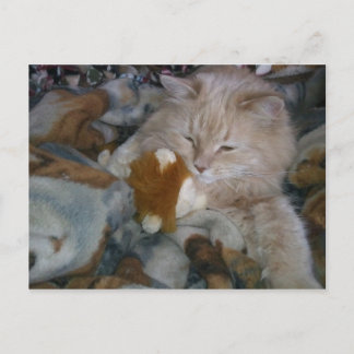 Role Model Cat Postcard