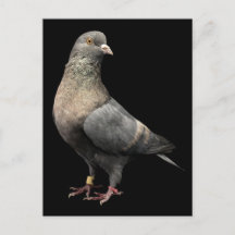 Roller Pigeon