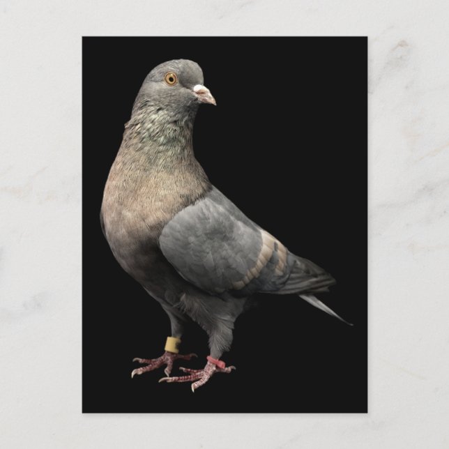 Roller Pigeon Postcard (Front)