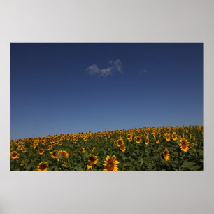 Rolling flowers poster