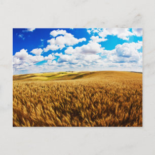 Rolling hills of ripe wheat postcard