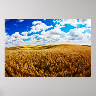 Rolling hills of ripe wheat poster