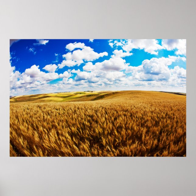 Rolling hills of ripe wheat poster (Front)