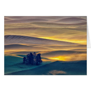 Rolling Hills of Wheat at Sunrise WA