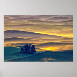 Rolling Hills of Wheat at Sunrise WA Poster