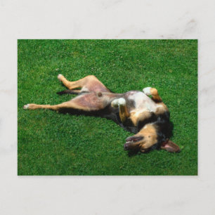 rolling int the grass postcard