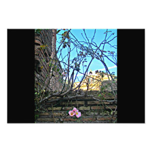 Roman Forum Flowers 2 Photo Print
