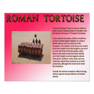 Roman Tortoise Photo Print