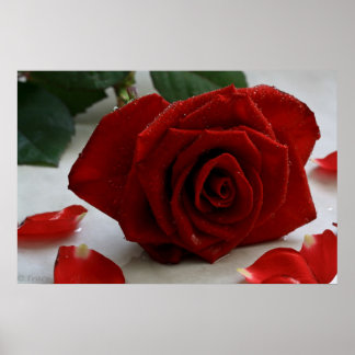 Romancing Rose Poster