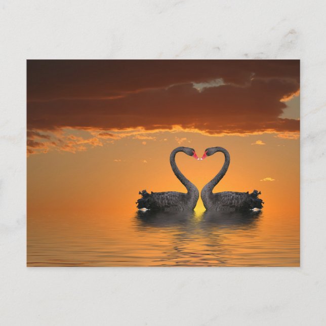 Romancing Swans Postcard (Front)