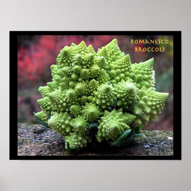 Romanesco Broccoli Vegetable Poster (Front)