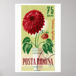 Romanian Postage Stamp Print Red Dahlia Flower