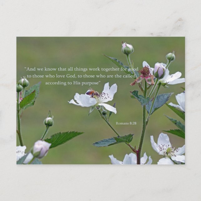 Romans 8:28 postcard (Front)