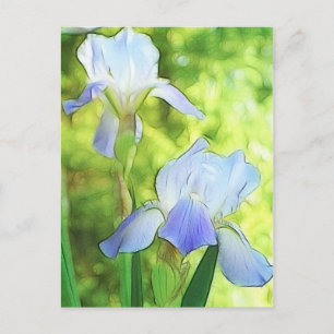 Romantic Blue Irises Postcard