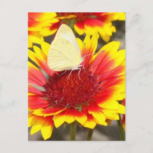 Romantic Butterfly Rose Blossoms Postcard (Front)
