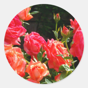 Romantic Coral roses Classic Round Sticker