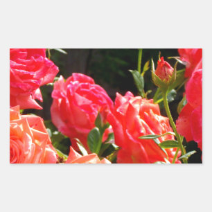 Romantic Coral Roses Rectangular Sticker