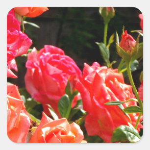 Romantic Coral roses Square Sticker