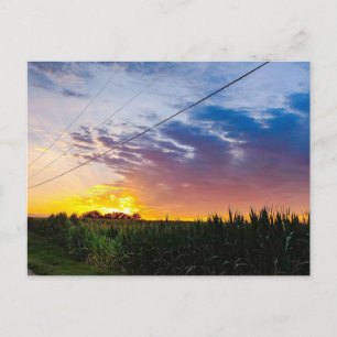 Romantic Corn Postcard