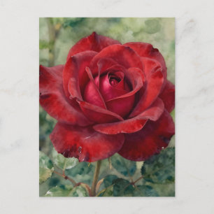 Romantic Deep Red Rose Bloom Postcard