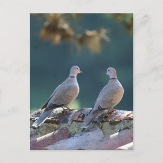 Romantic Doves Postcard