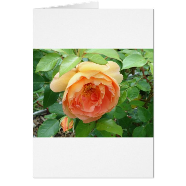 Romantic elegant  Orange Roses (Front)