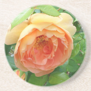 Romantic elegant  Orange Roses Coaster