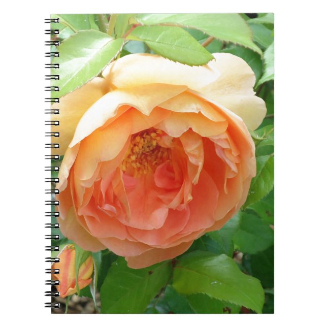 Romantic elegant  Orange Roses Notebook (Front)