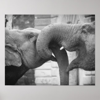 Romantic Elephants Photograph, Black and White Poster