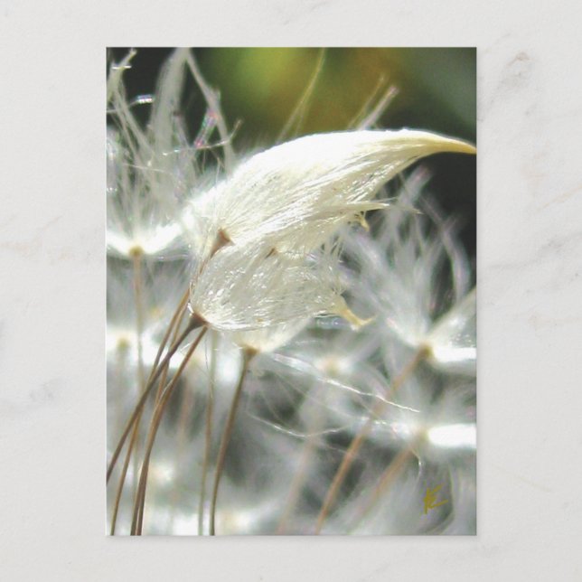 Romantic Embrace Dandelion Seed Postcard (Front)