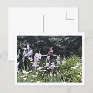 Romantic Frog Prince and Flowers Postcard
