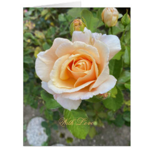 Romantic Orange Rose Flower Photography Floral