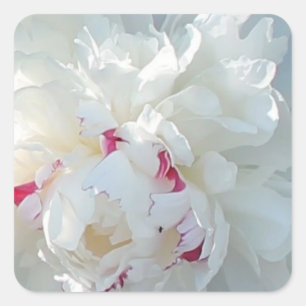 Romantic Peony Square Sticker
