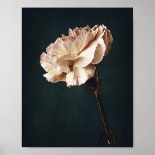 Romantic Pink Carnation Fine Art Photography Poster