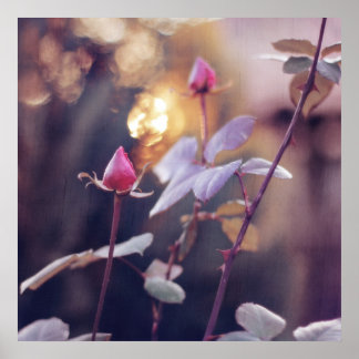 Romantic Pink Rose Buds in Sunset Bokeh Backlight Poster
