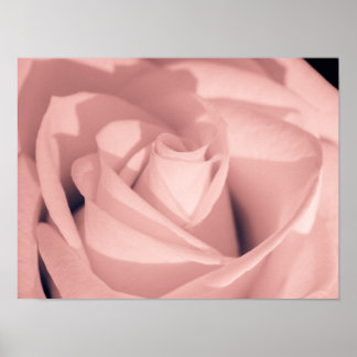 Romantic Pink Rose Flower Archival Art Poster