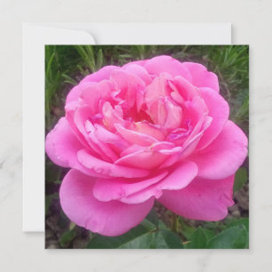 Romantic Pink Rose 'Leonardo Da Vinci' Card