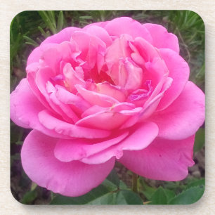 Romantic Pink Rose 'Leonardo Da Vinci'    Coaster