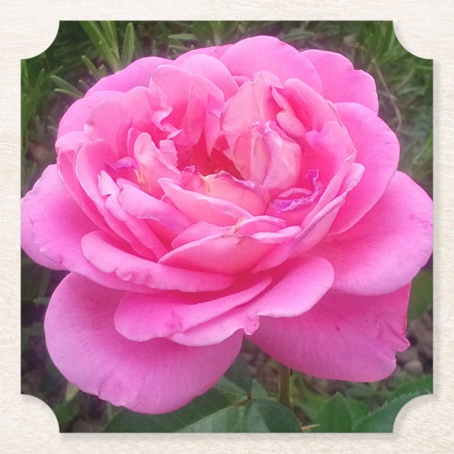 Romantic Pink Rose 'Leonardo Da Vinci'    Paper Coaster (Front)