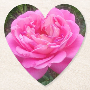 Romantic Pink Rose 'Leonardo Da Vinci' Paper Coaster
