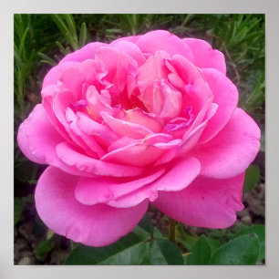 Romantic Pink Rose 'Leonardo Da Vinci'   Poster
