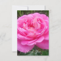 Romantic Pink Rose 'Leonardo Da Vinci'