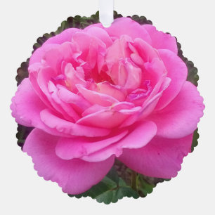 Romantic Pink Rose 'Leonardo Da Vinci' Tree Decoration Card