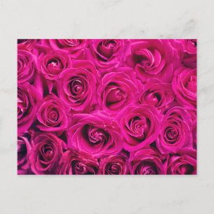 Romantic Pink Rose Postcard