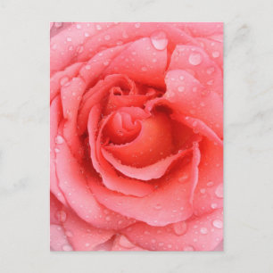 Romantic Pink Rose Water Drops Postcard